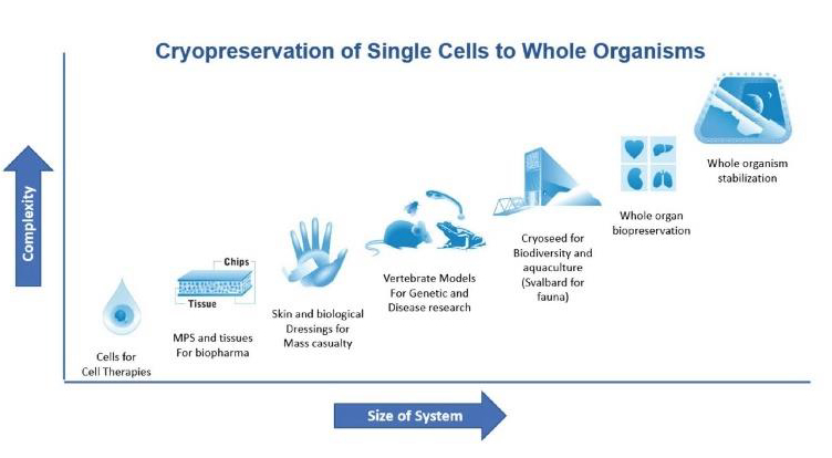 A conceptual graph depicts biological materials that could potentially be cryopreserved