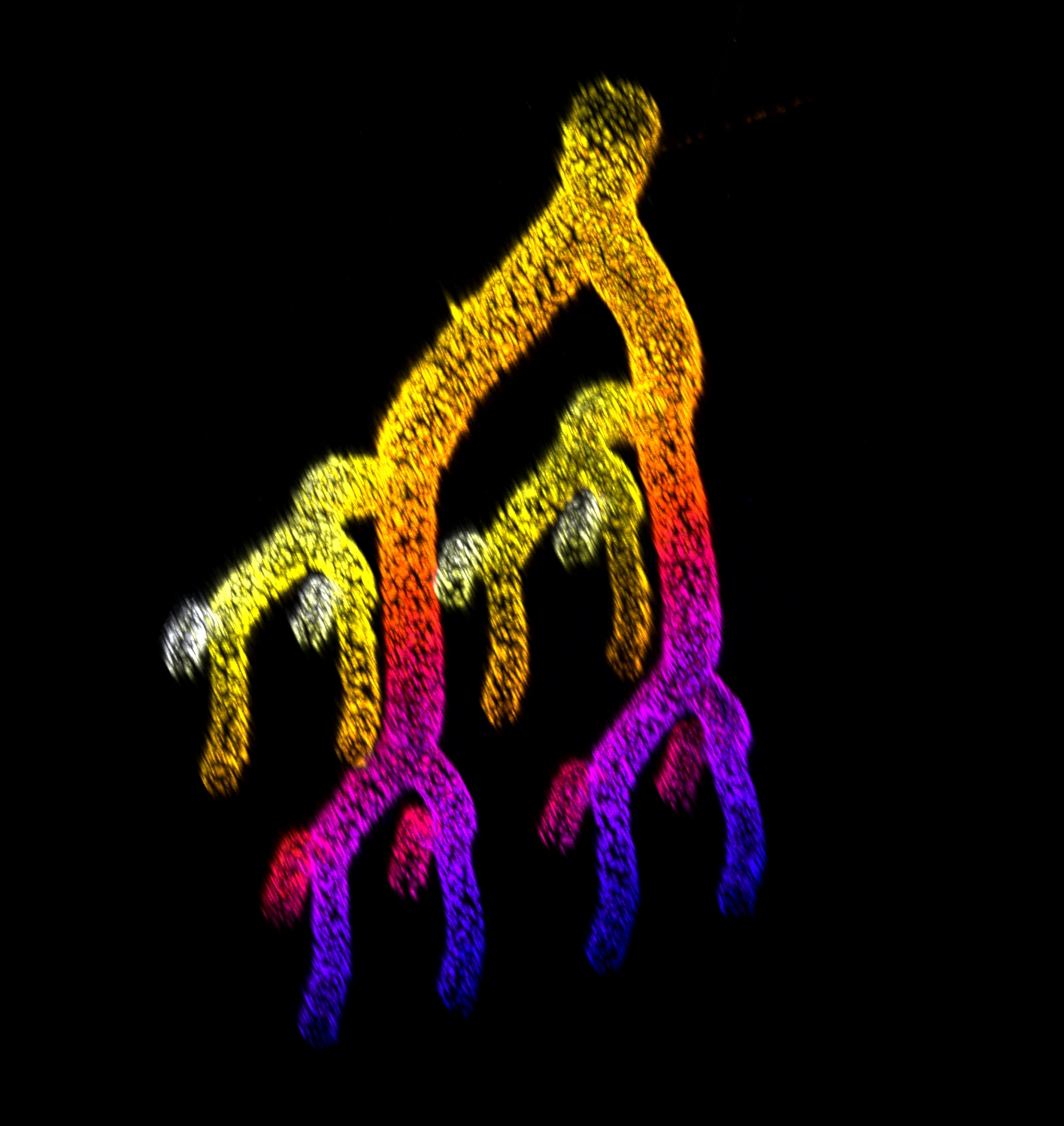 A branching blood vessel network fabricated using the ESCAPE process for form complex tissues. This image shows the cell nuclei color-coded based on height. 