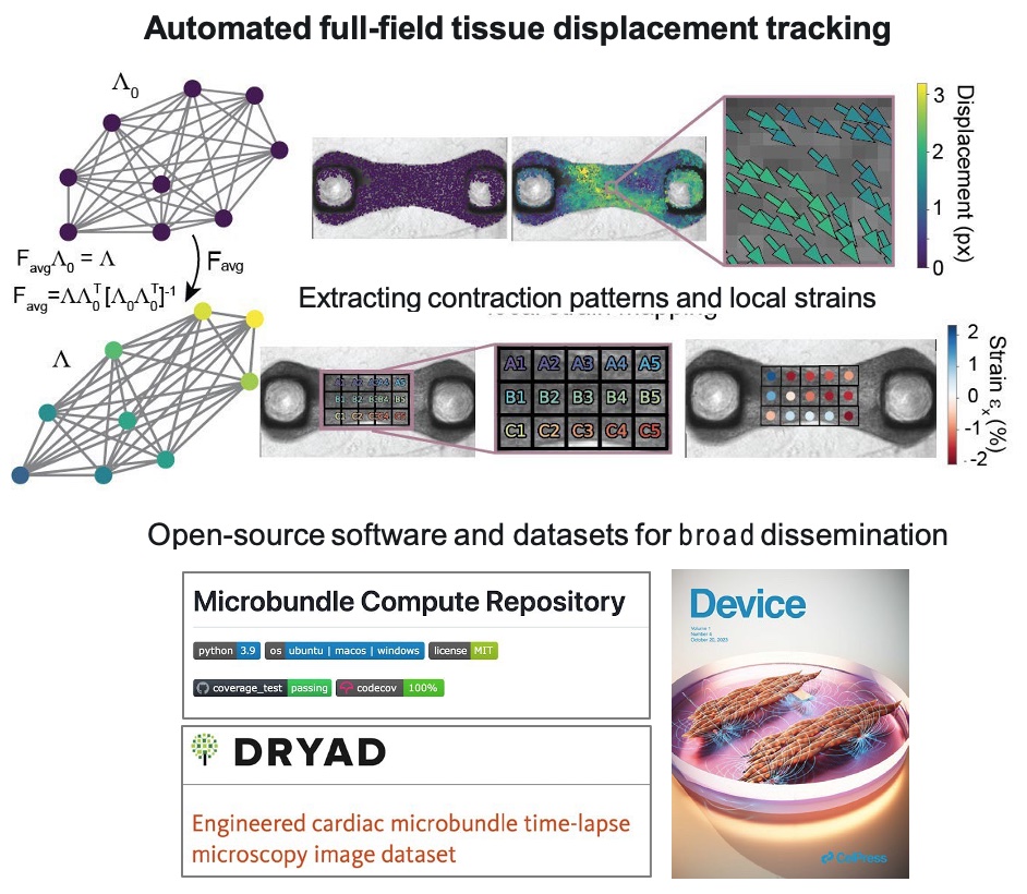 Figure 1: Automated full-field tissue displacement tracking  