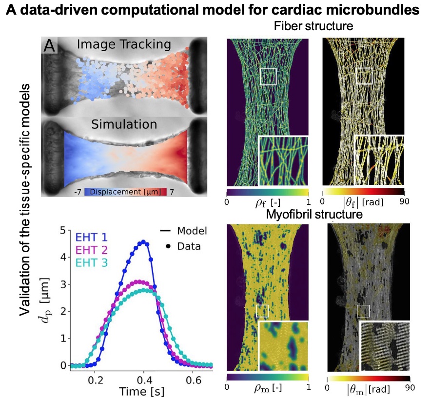 Figure 2: A data driven computational model for cardiac microbundles 