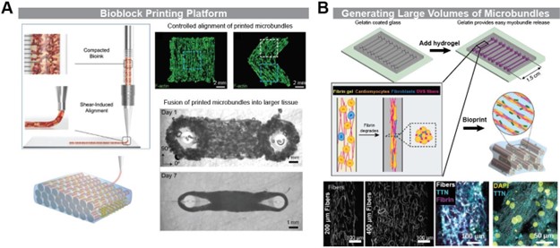 The figure depicts the engineered thin cardiac patch. (A) 3D BioBlock Printing uses engineered microbundles as a starting material that is suspended into a bioink (left), and can be printed along a pr