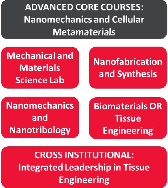 Schematic showing approved course structure for undergraduate CELL-MET concentration.