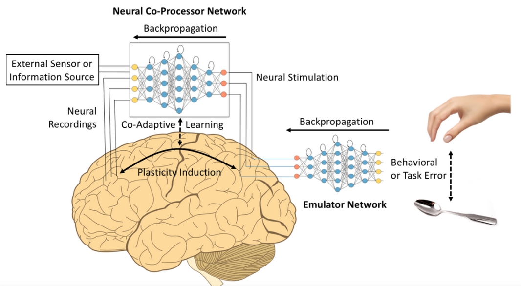 Neural co-processor for the brain for restoring and augmenting Function.