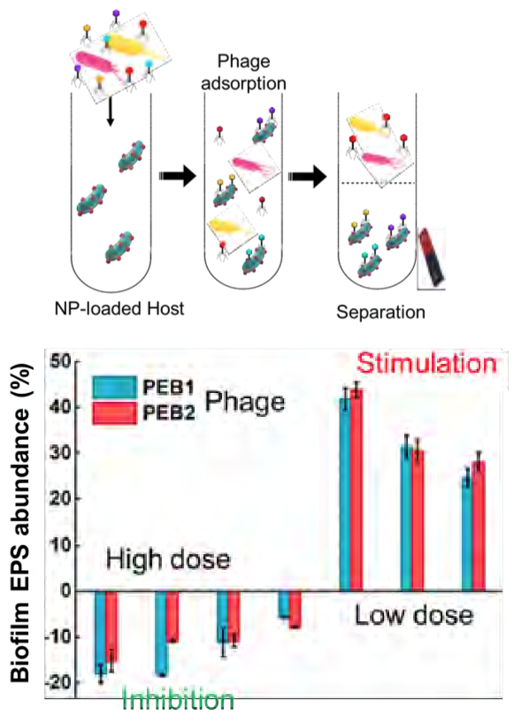 (Top) Phages isolation using SNP-conjugated bacterial hosts; (bottom) response of biofilm to various phage doses