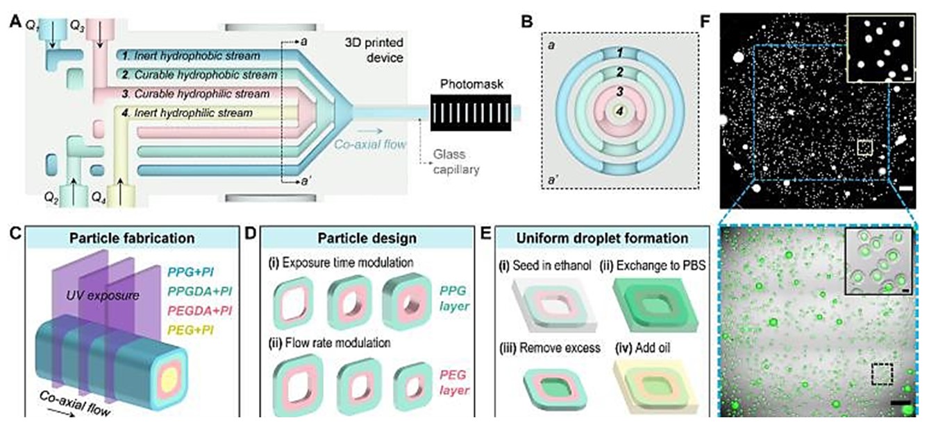 The figure depicts amphiphilic particle design, fabrication, and dropicle formation. (A) Schematic of the 3D-printed coaxial flow device with a glass capillary connected to the outlet. Inert and UV-cu