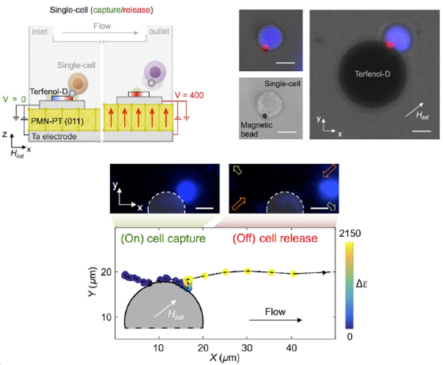 Figure 2. Capture and release of magnetic bead bound cells.