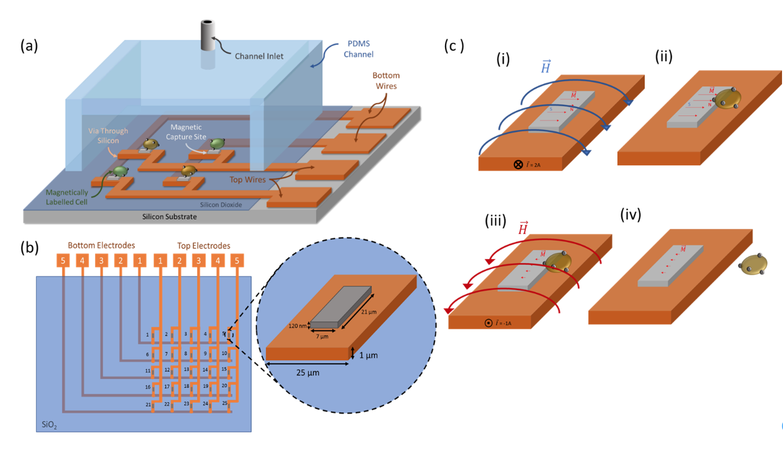 Figure 1: (a): Schematic of a microfluidic single cell capture and release platform with components labeled. (b): Schematic of the copper wire network used to magnetize and demagnetize single capture 